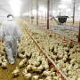 Рекордная жара привела к массовой гибели домашней птицы на ферма