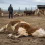 Скот гибнет в Атырауской области: фермеры требуют установить причину падежа
