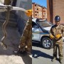 Спасатели поймали змею возле дома в Карагандинской области
