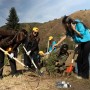 2 000 деревьев на Кок-Жайлау: молодежь Алматы объединилась в экологической акции