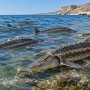 На побережье Мангистау обнаружили 173 туши осетровых рыб