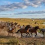 В Акмолинской области задержали отца и сына по подозрению в краже 77 лошадей