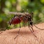 Полмиллиона заражённых комаров выпустили на свободу: ученые объяснили почему