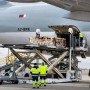 Из Австралии в Казахстан доставили 1 100 племенных овец породы дорпер